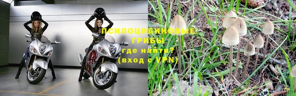 сатива Каменногорск