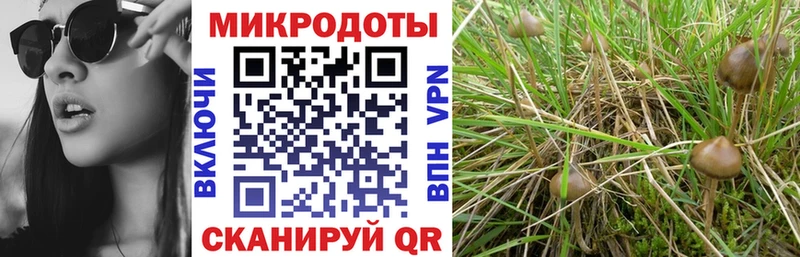 как найти закладки  Кингисепп  Галлюциногенные грибы Psilocybe 